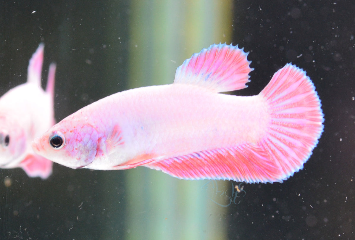 Purple Pink HMPK Male