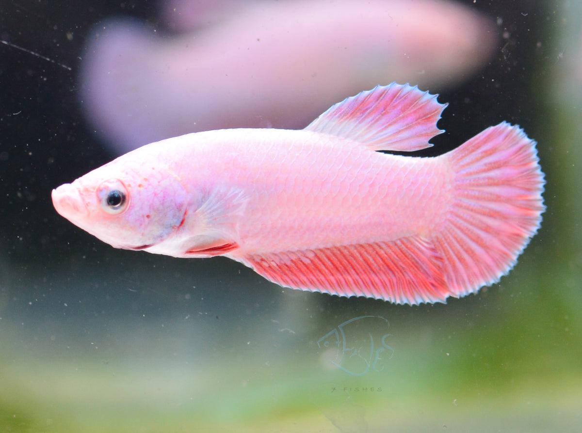 Purple Pink HMPK Male