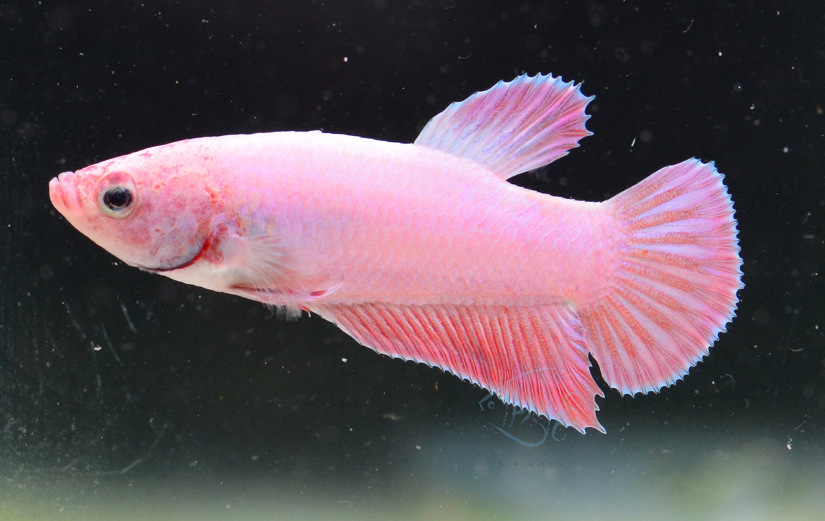 Purple Pink HMPK Male