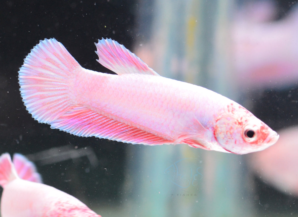 Purple Pink HMPK Male