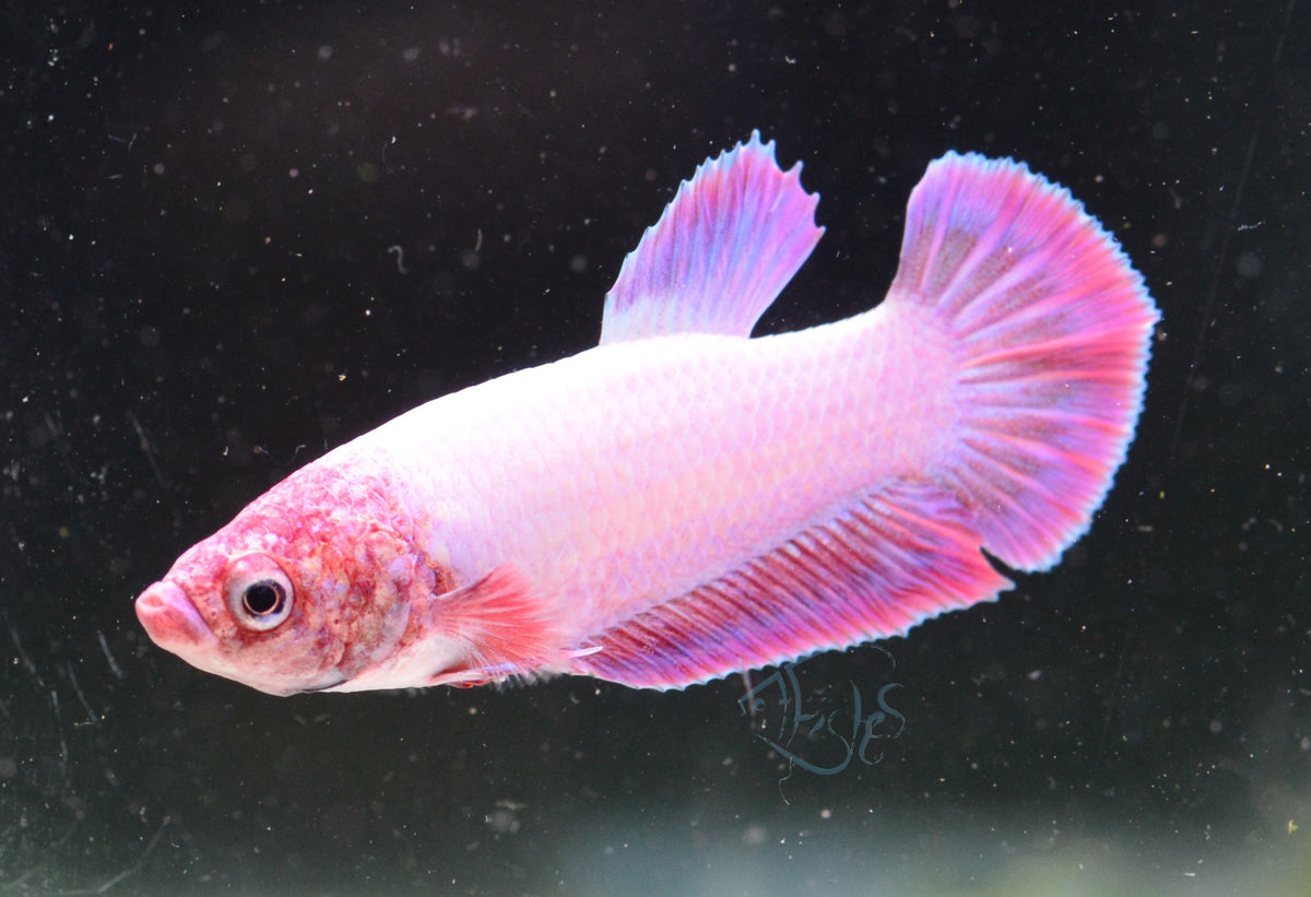 Purple Pink HMPK Male