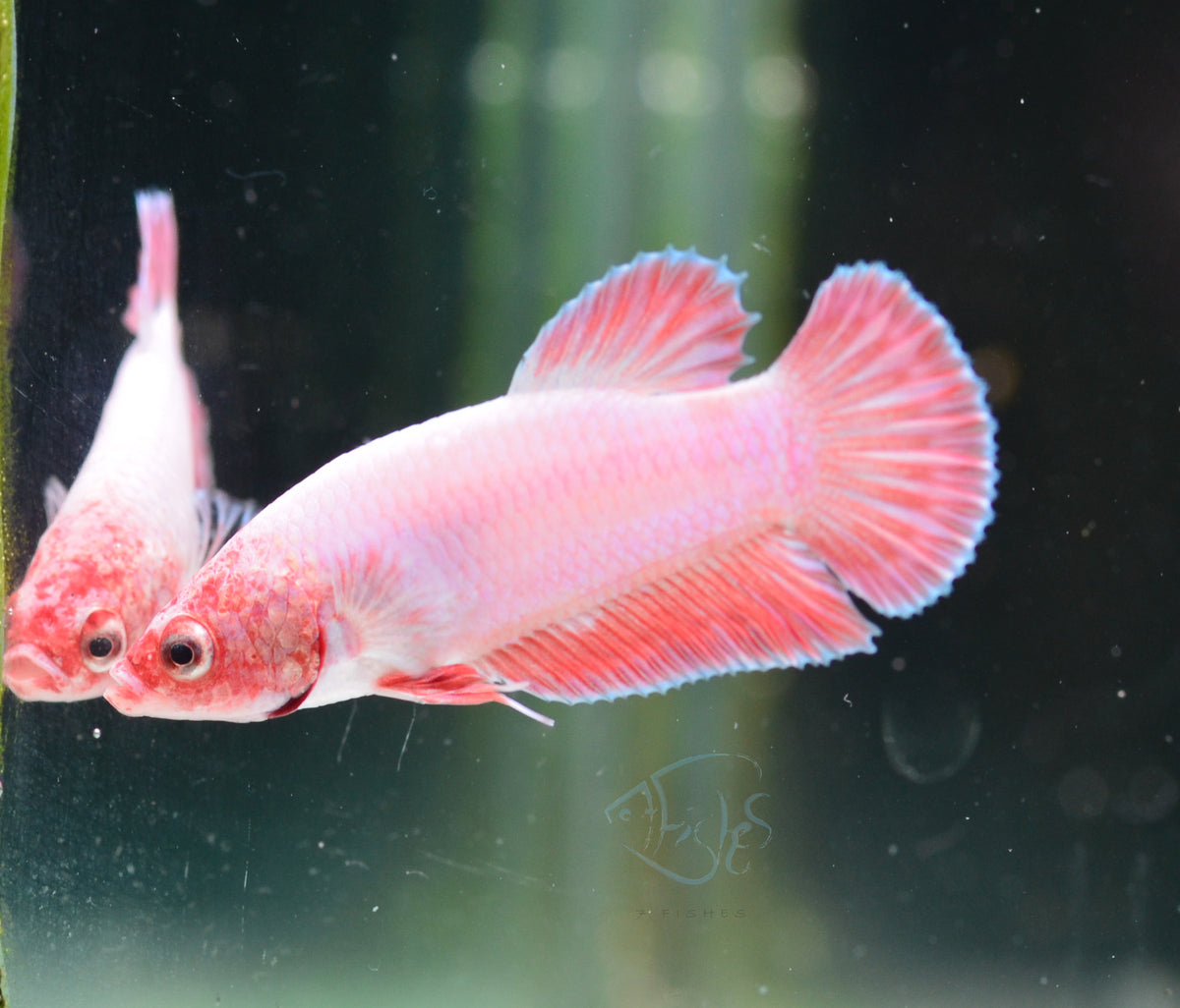 Purple Pink HMPK Male