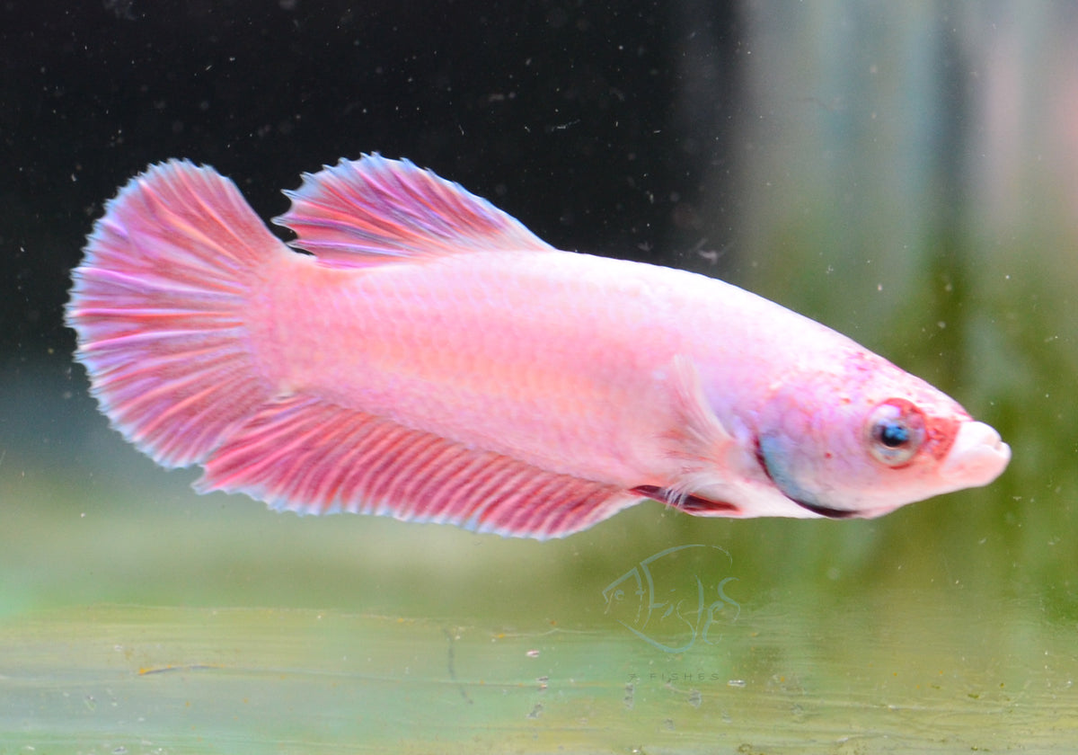 Purple Pink HMPK Male