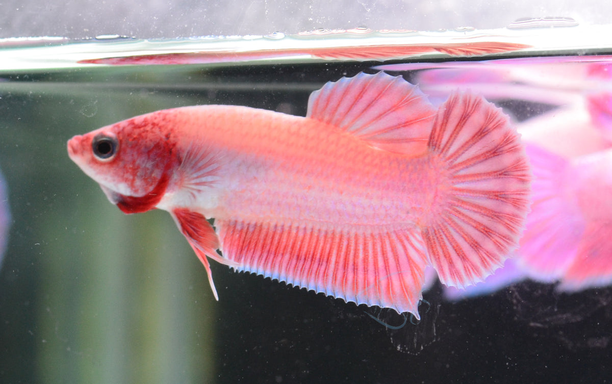 Purple Pink HMPK Male