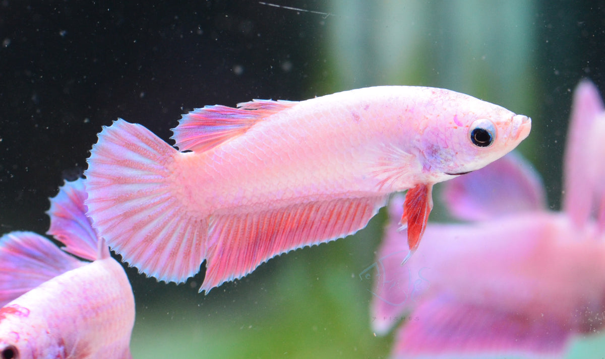 Purple Pink HMPK Male