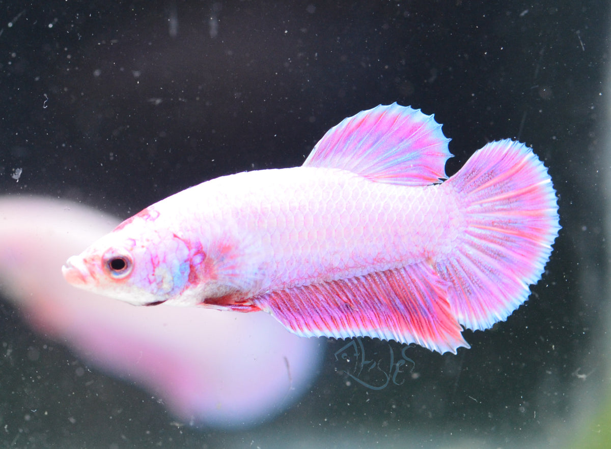 Purple Pink HMPK Male