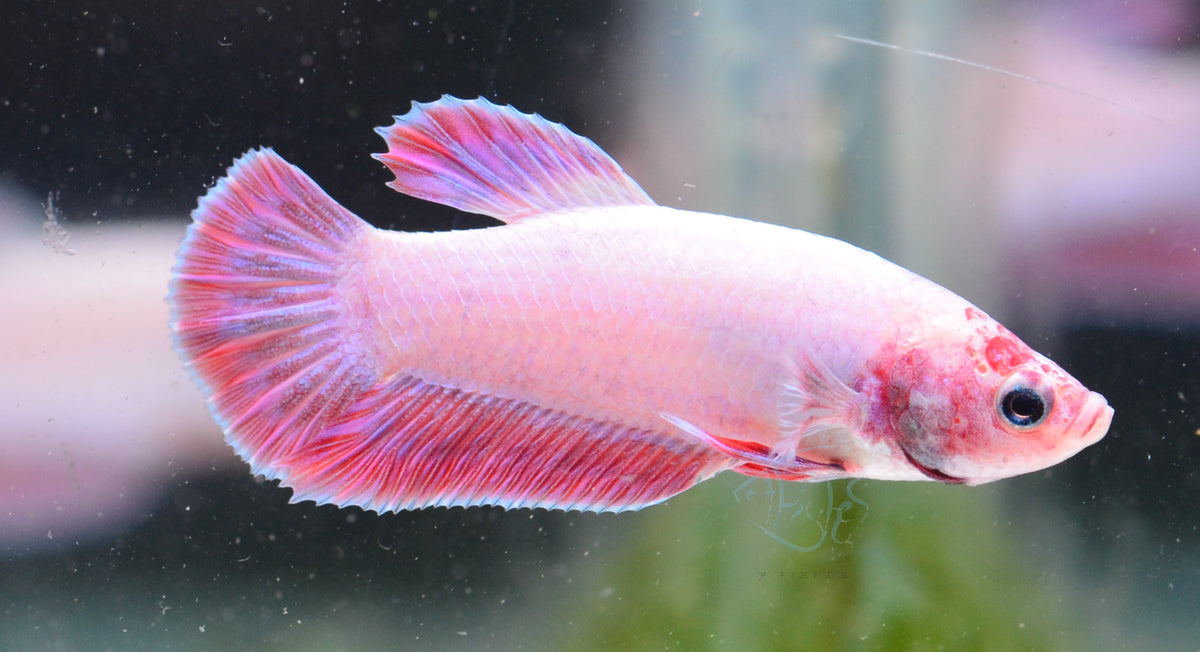 Purple Pink HMPK Male