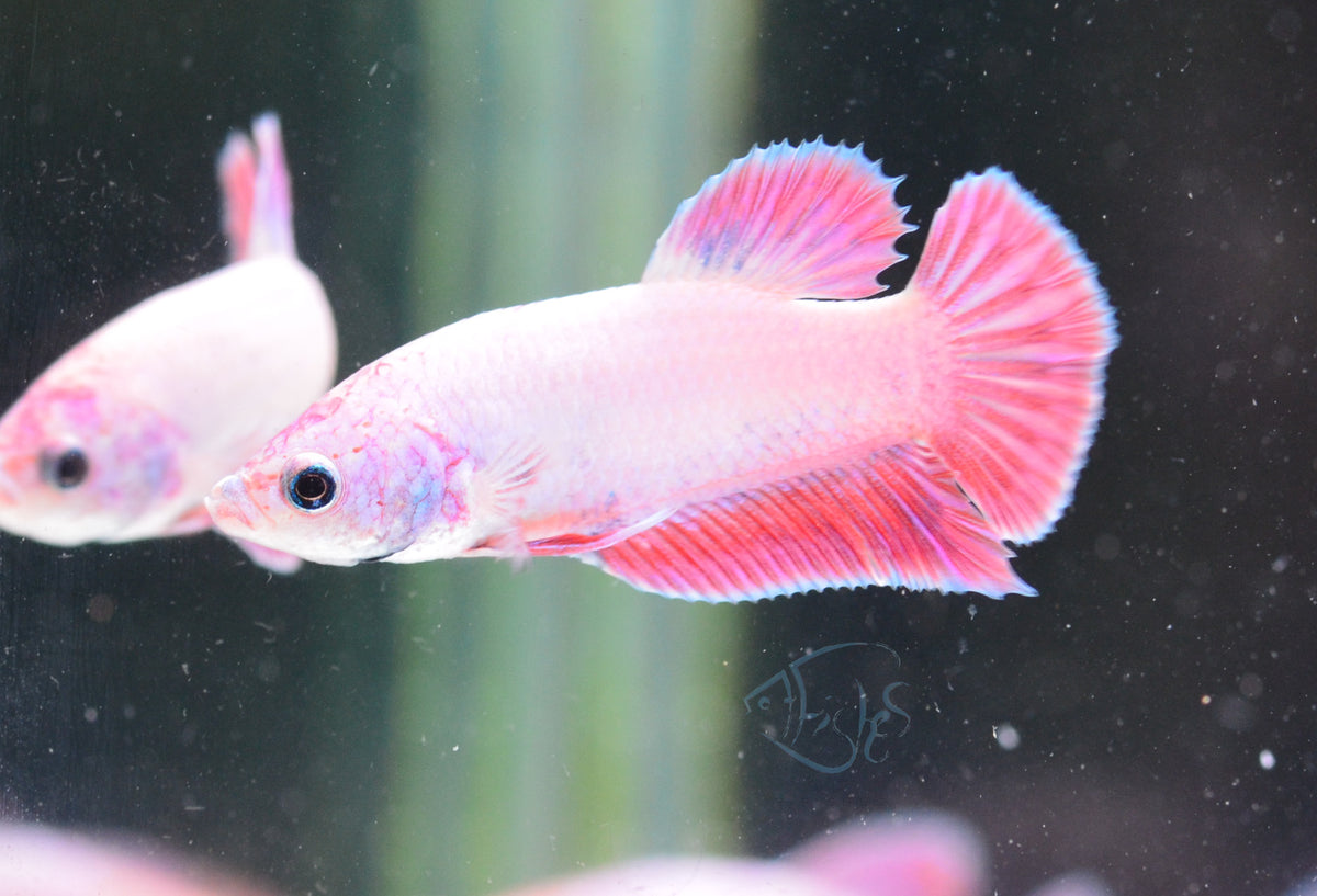 Purple Pink HMPK Male