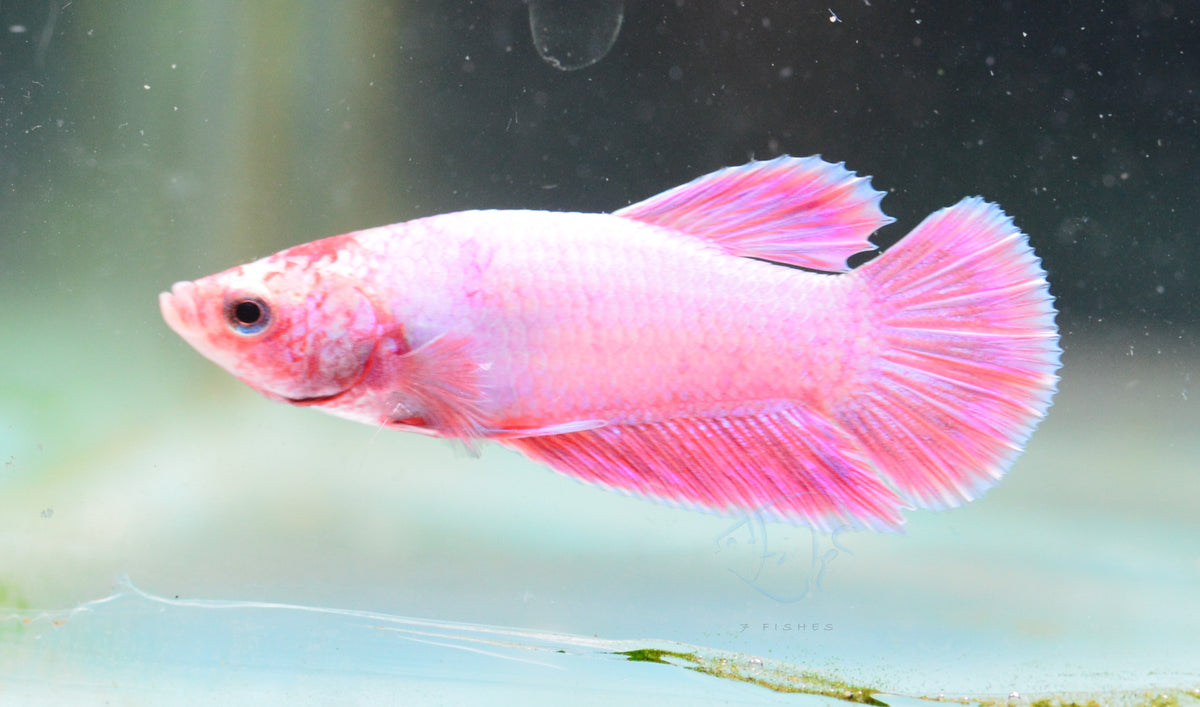 Purple Pink HMPK Male