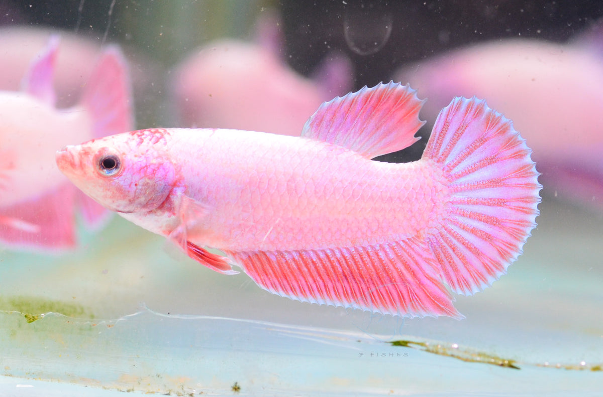 Purple Pink HMPK Male