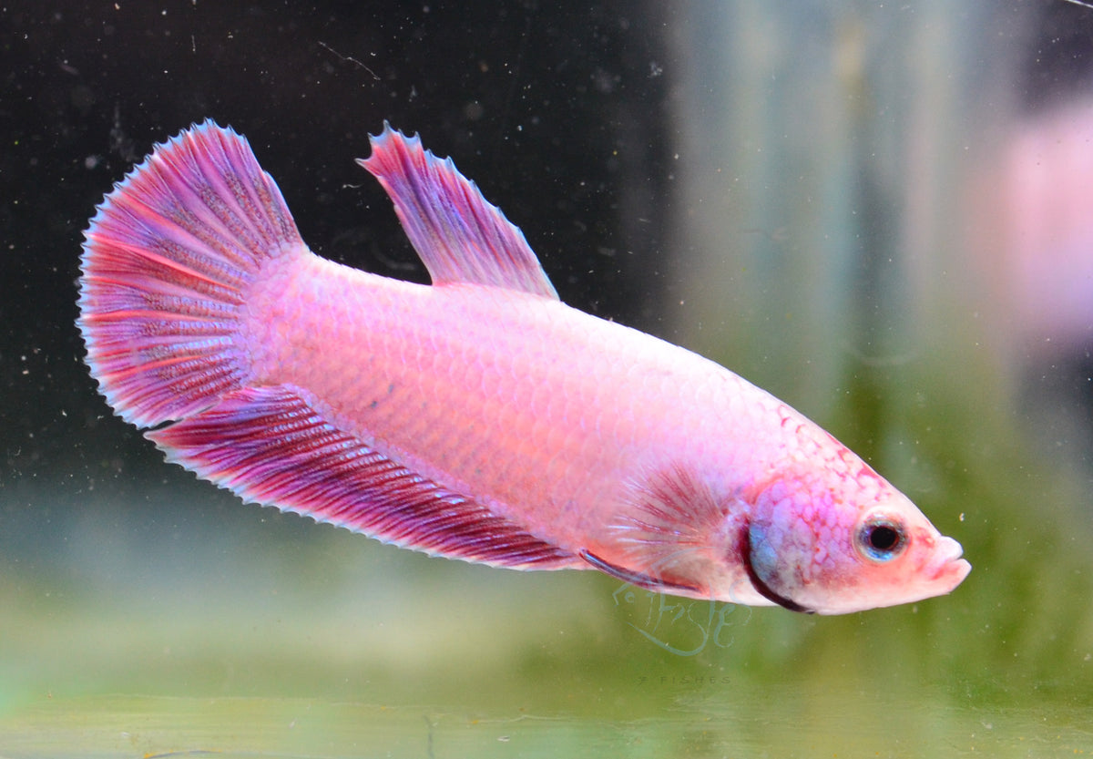 Purple Pink HMPK Male