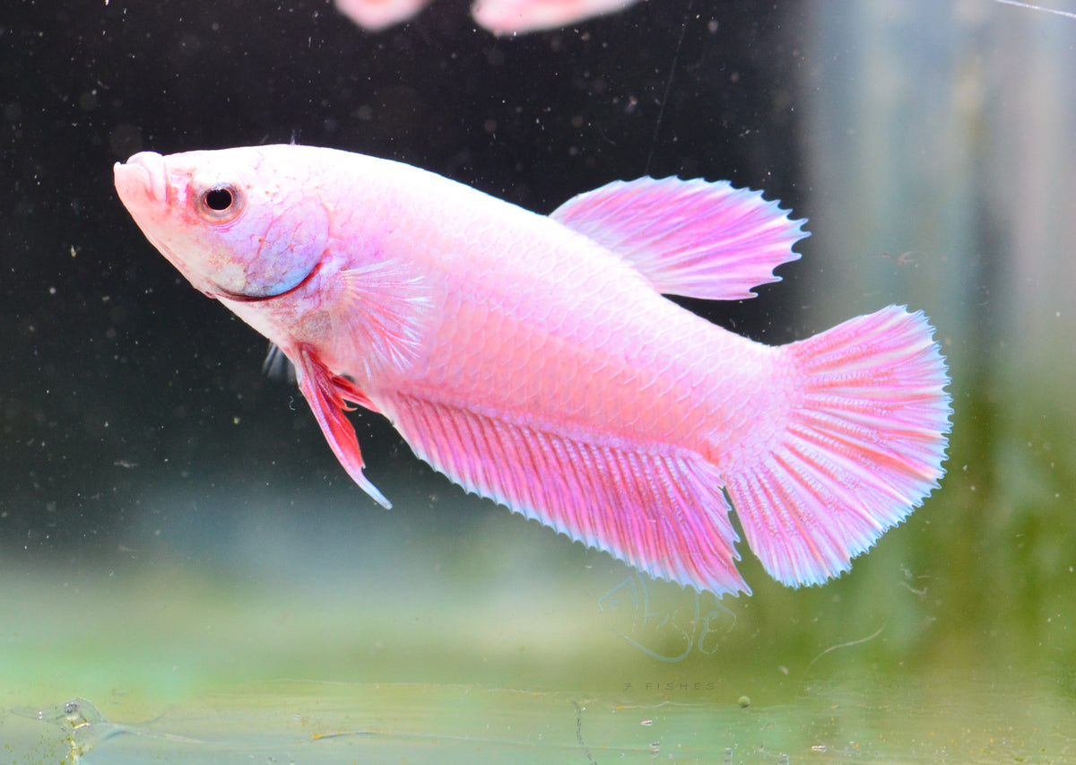 Purple Pink HMPK Male