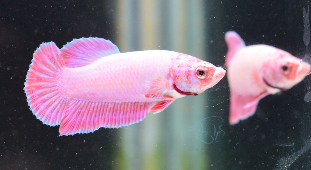 Purple Pink HMPK Male