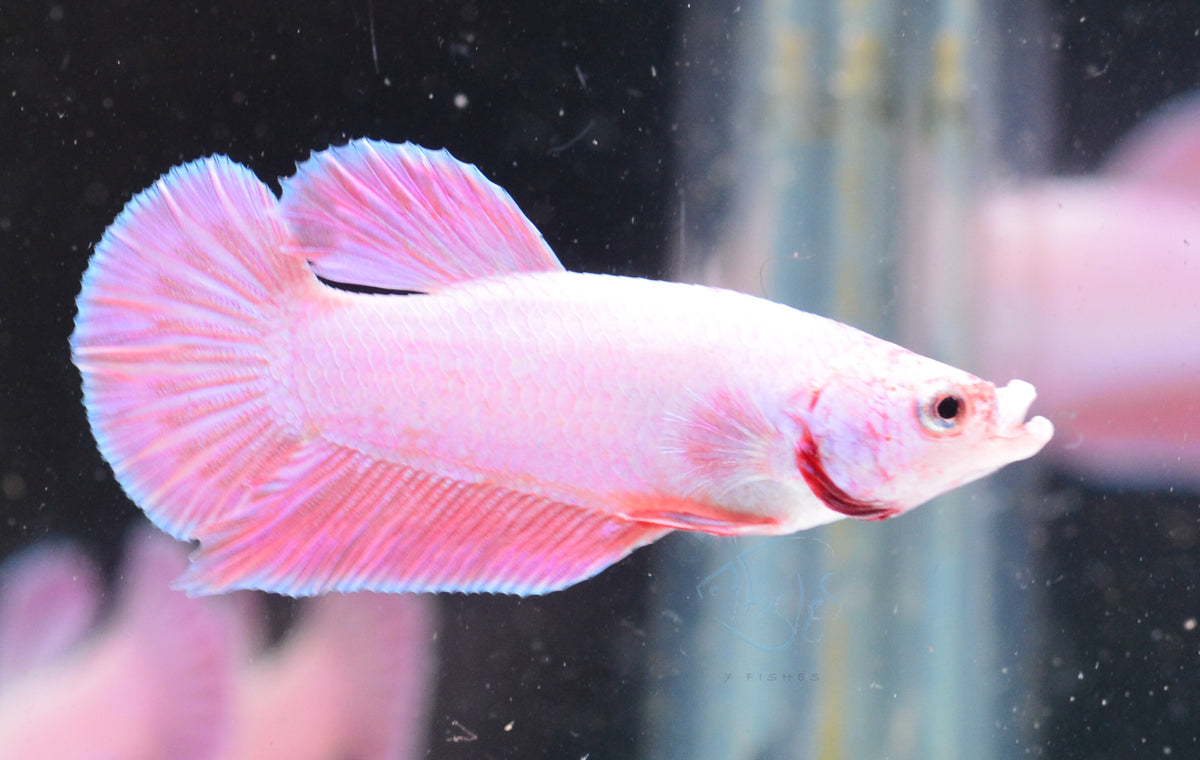 Purple Pink HMPK Male