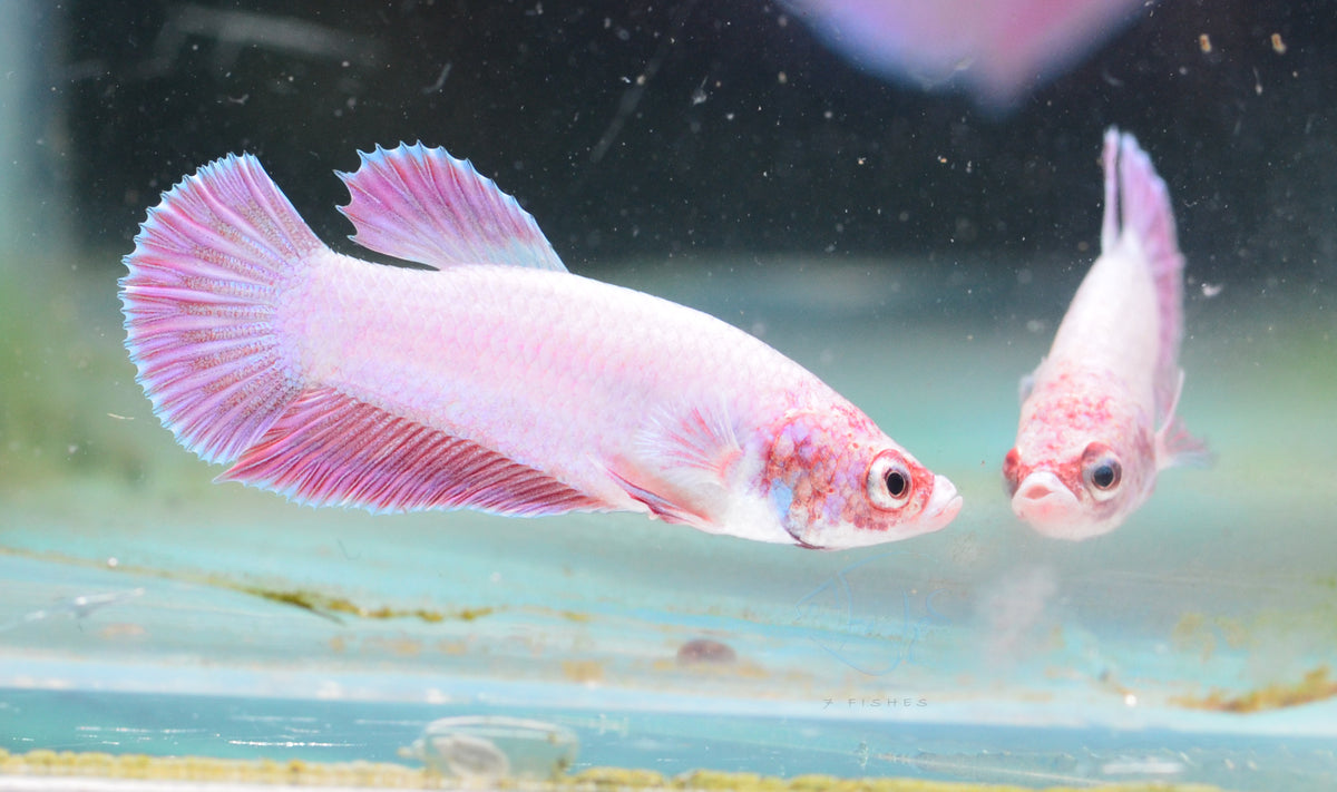 Purple Pink HMPK Male