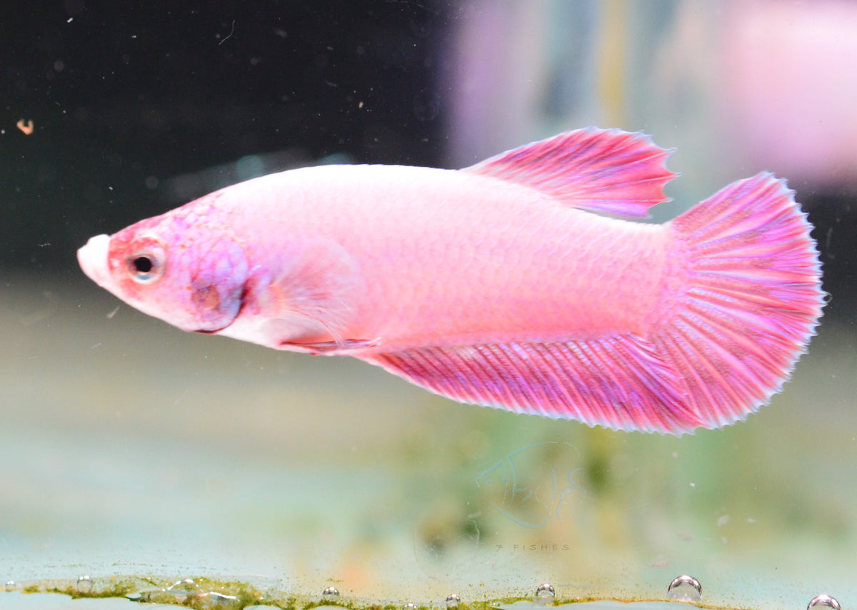 Purple Pink HMPK Male