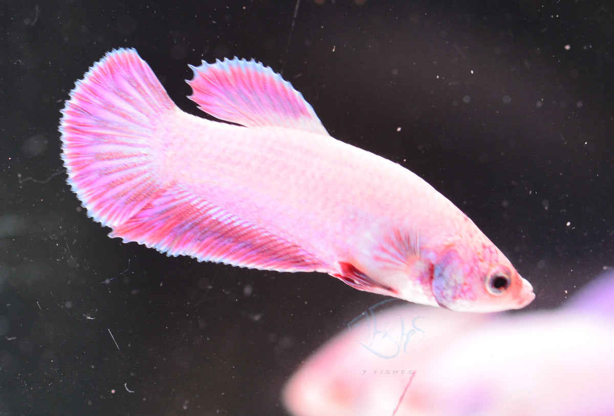 Purple Pink HMPK Male