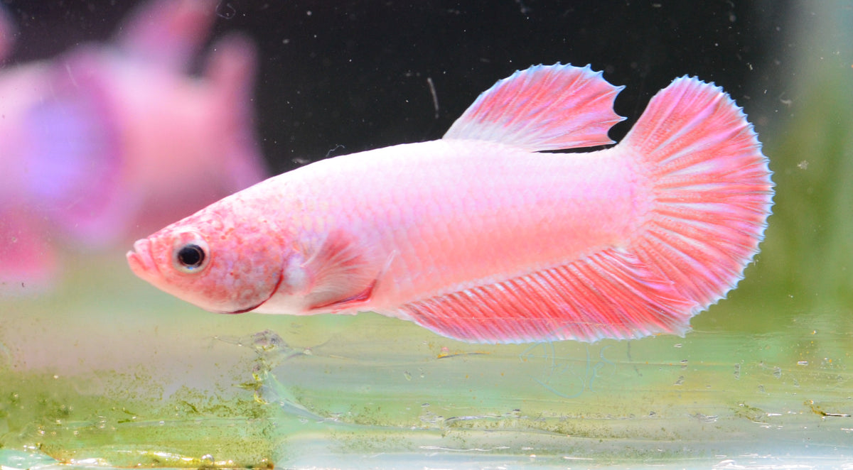 Purple Pink HMPK Male