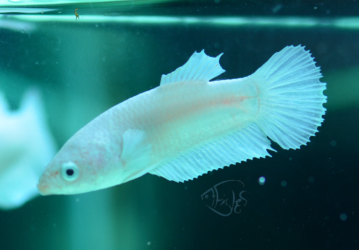 Platinum HMPK Female