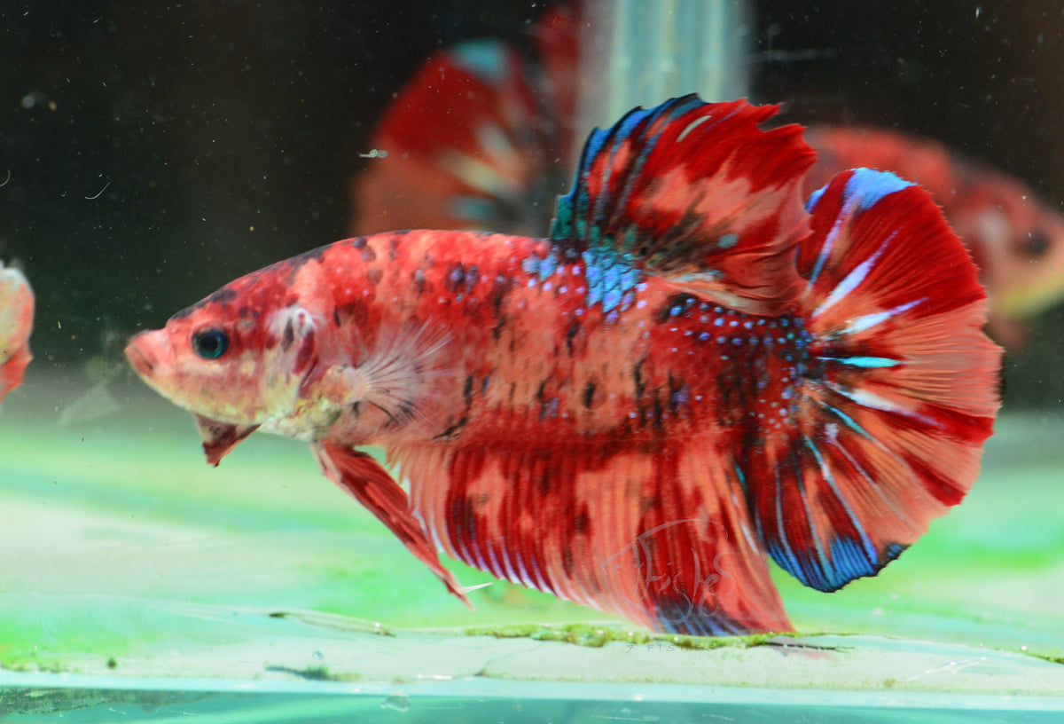 Giant Multicolour HMPK Male