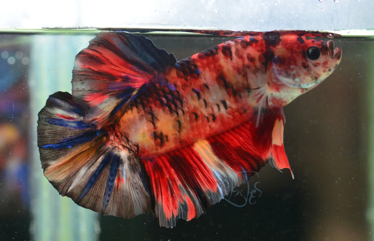 Giant Multicolour HMPK Male