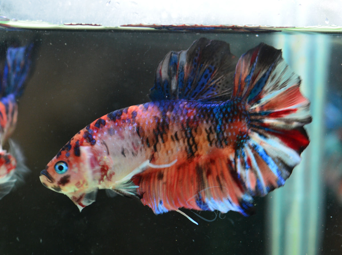 Giant Multicolour HMPK Male