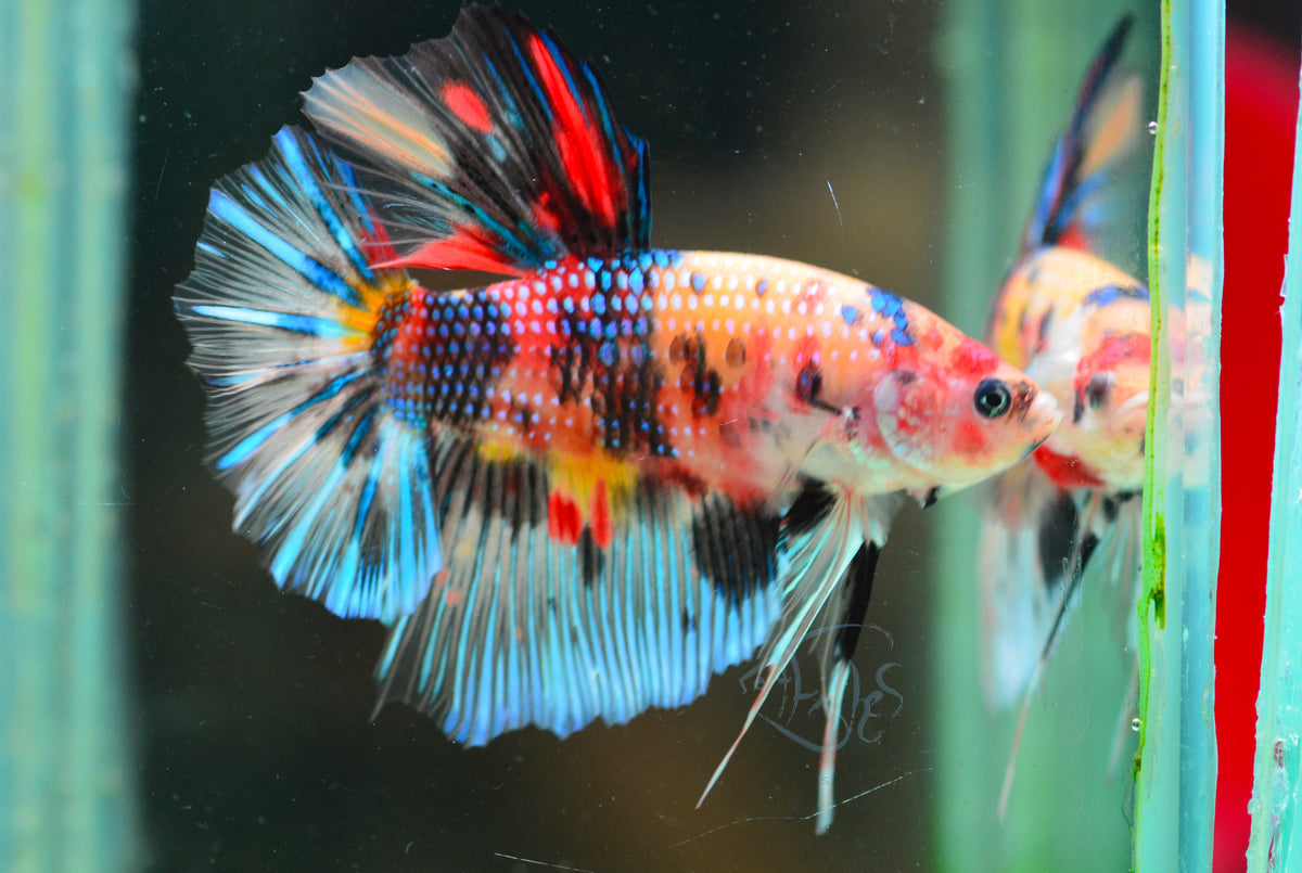 Giant Multicolour HMPK Male