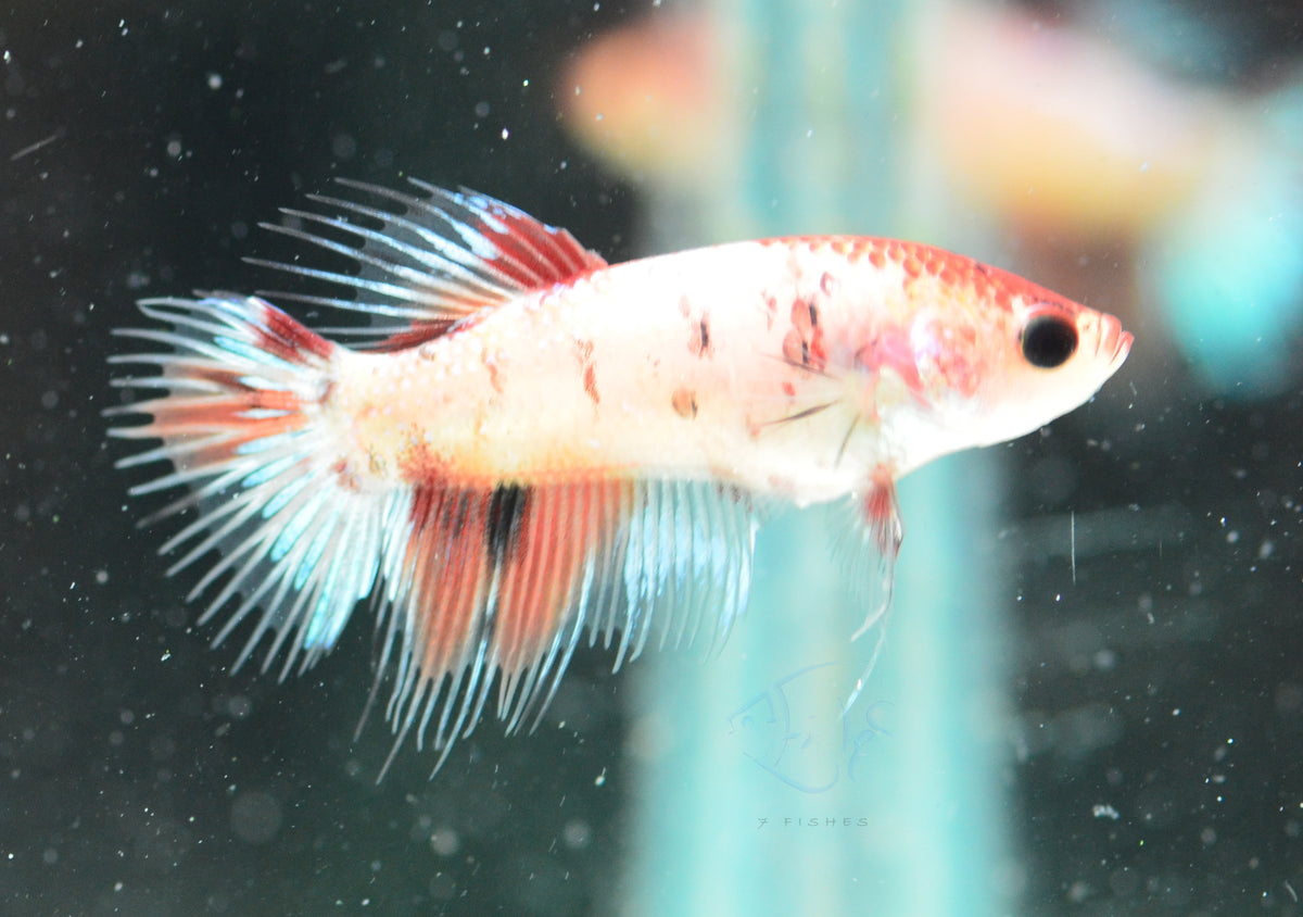 Koi Crowntail Female