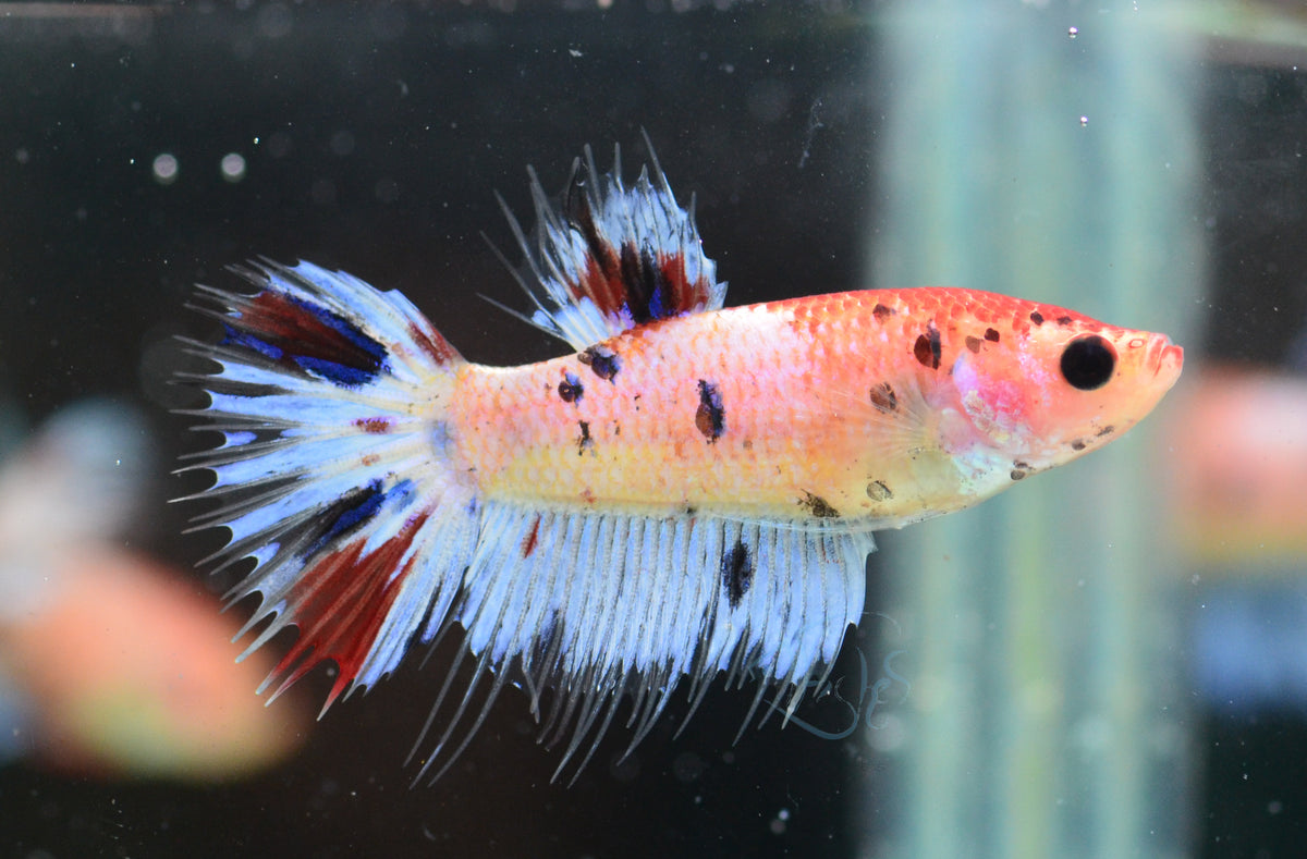 Koi Crowntail Female