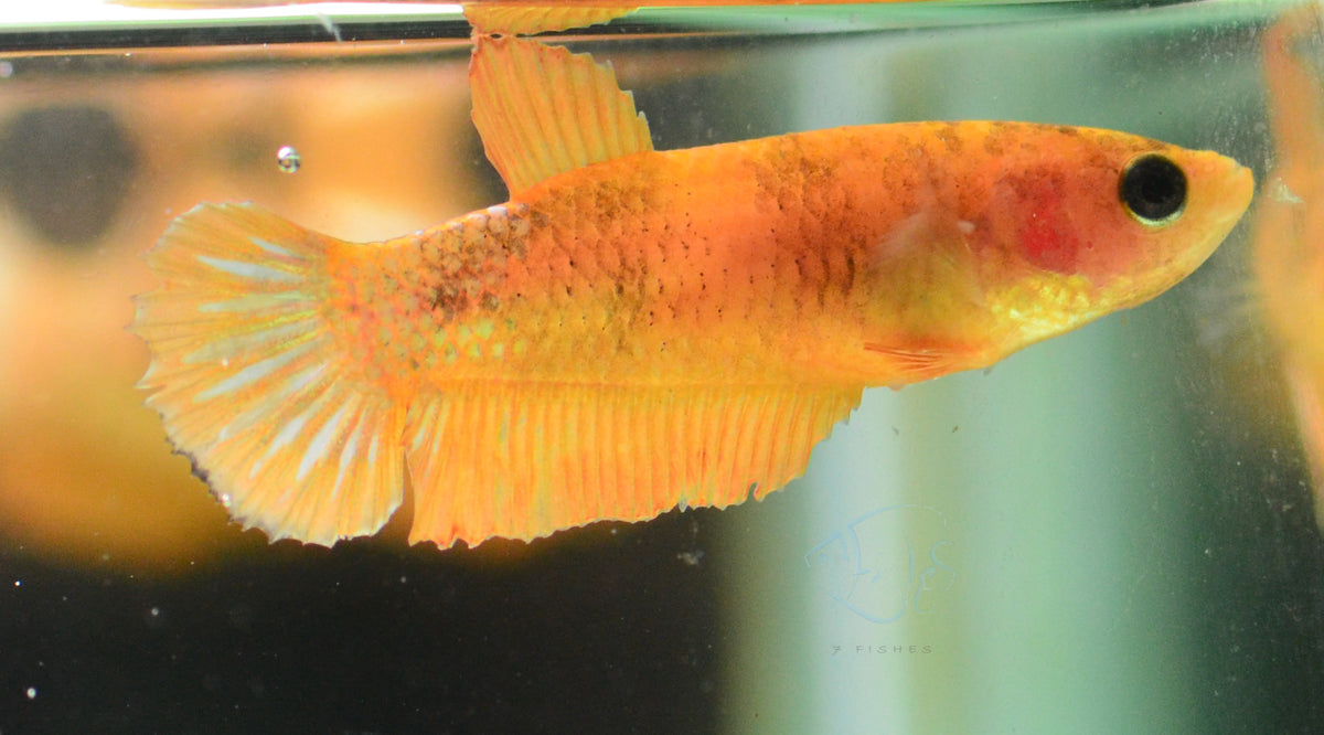 Copper Yellow HMPK Female