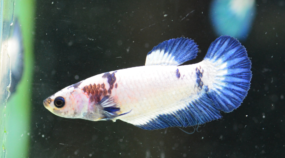 Blue Panda HMPK Female