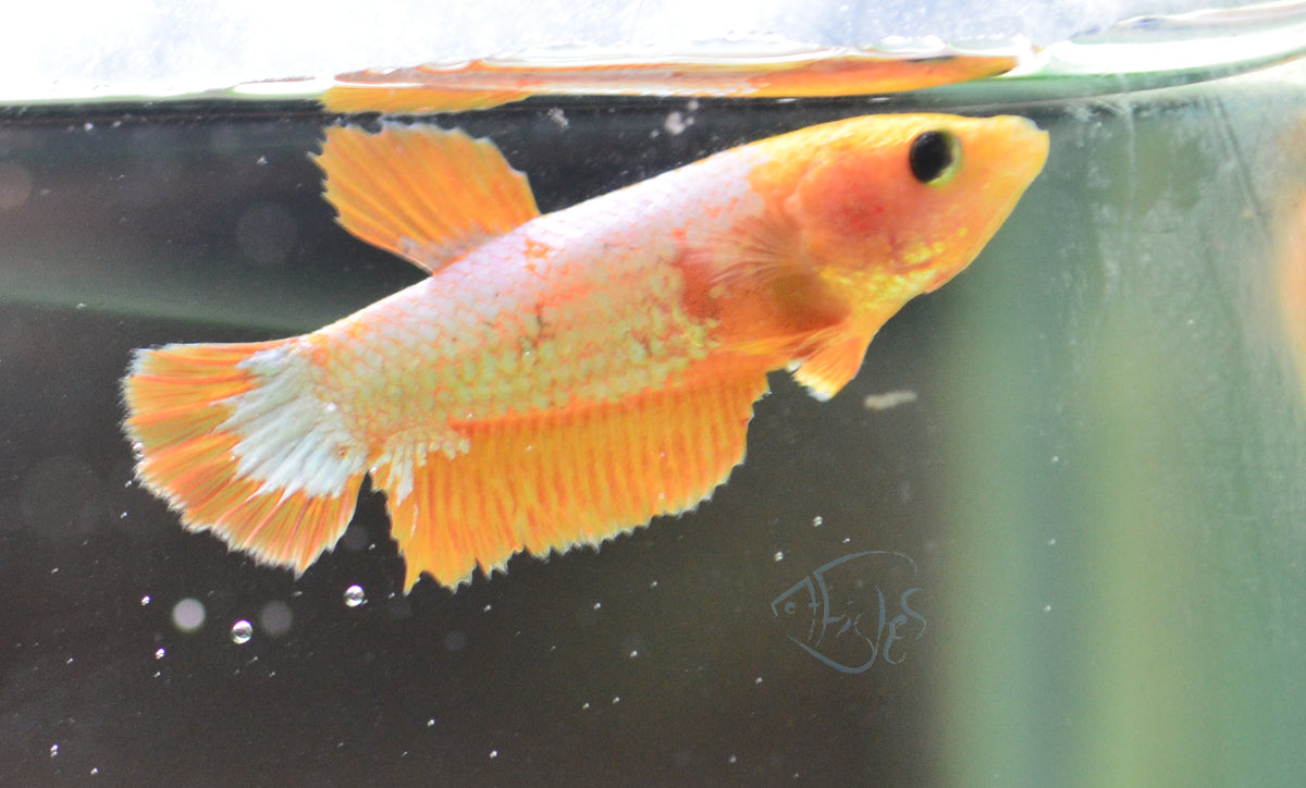Copper Yellow HMPK Female
