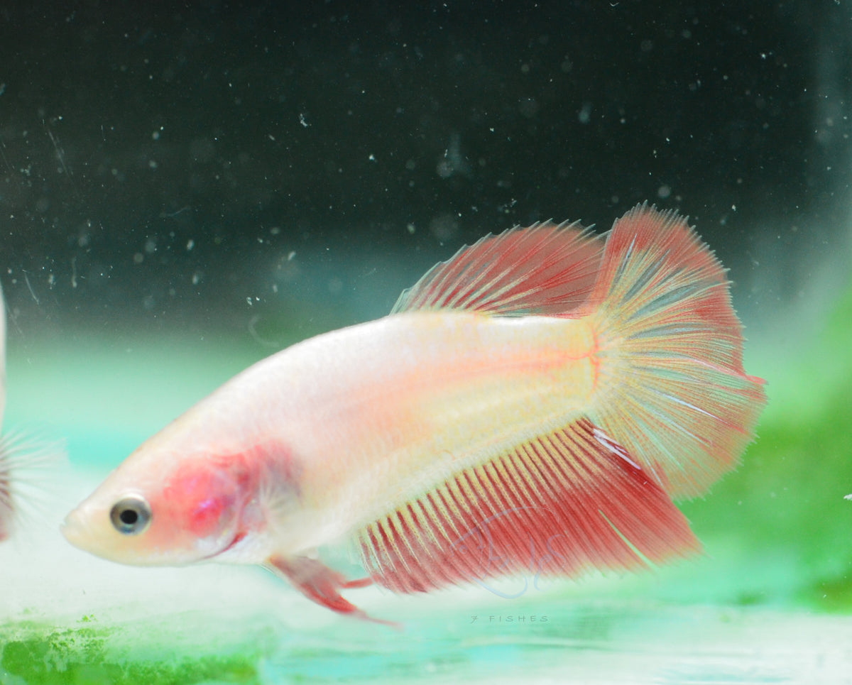 Orange Pink Halfmoon Female