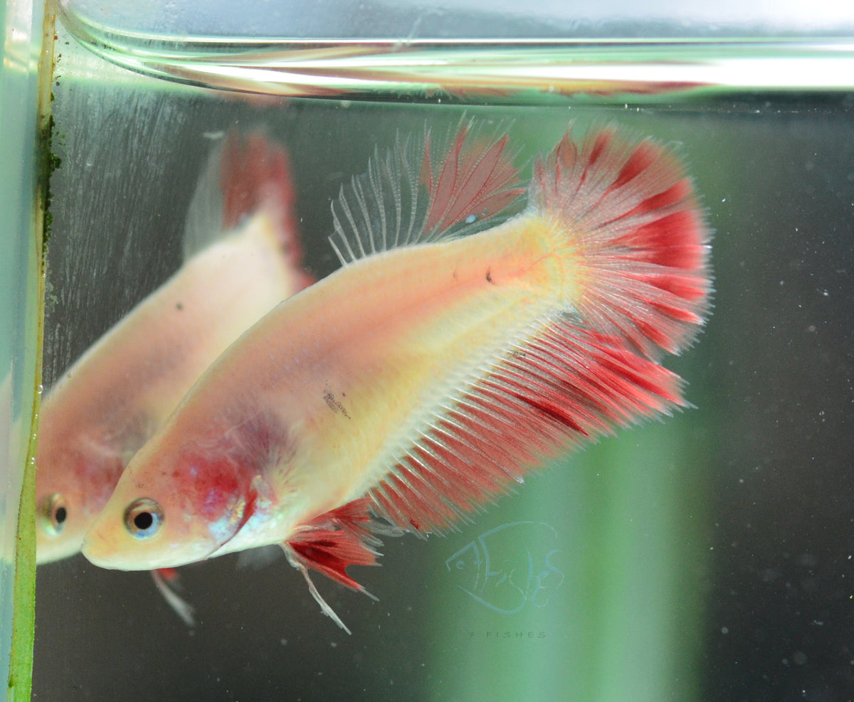 Orange Pink Halfmoon Female