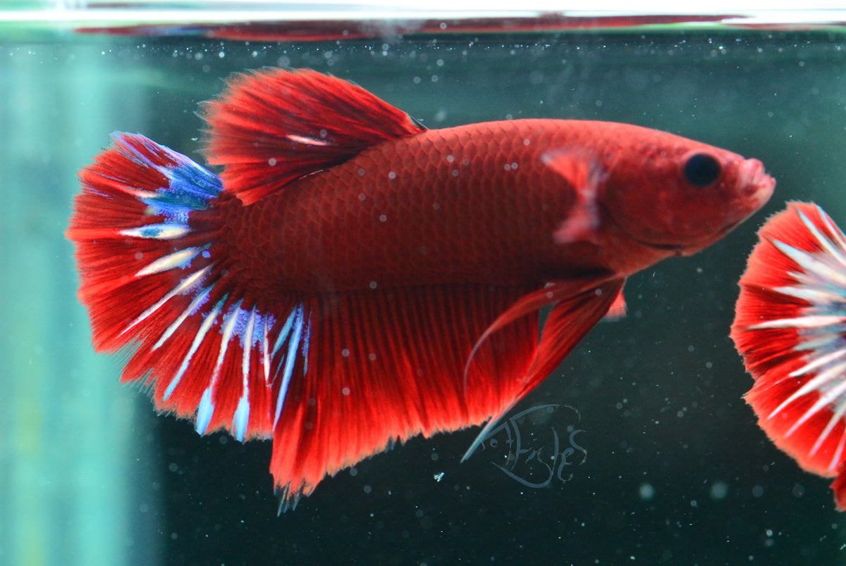 Red Hellboy Plakat Male