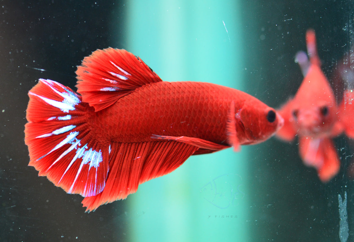 Red Hellboy Plakat Male