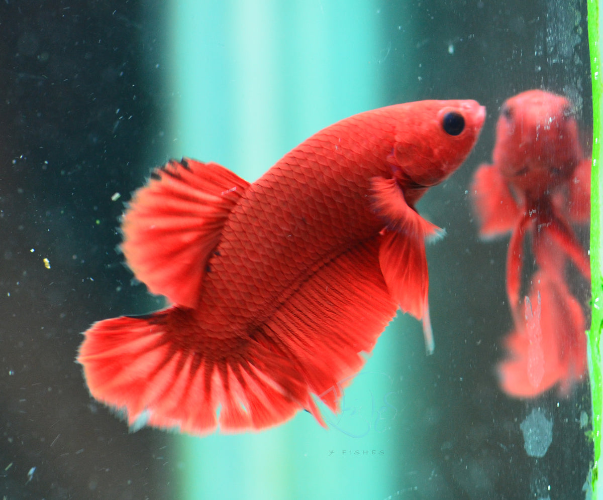 Red Plakat Male