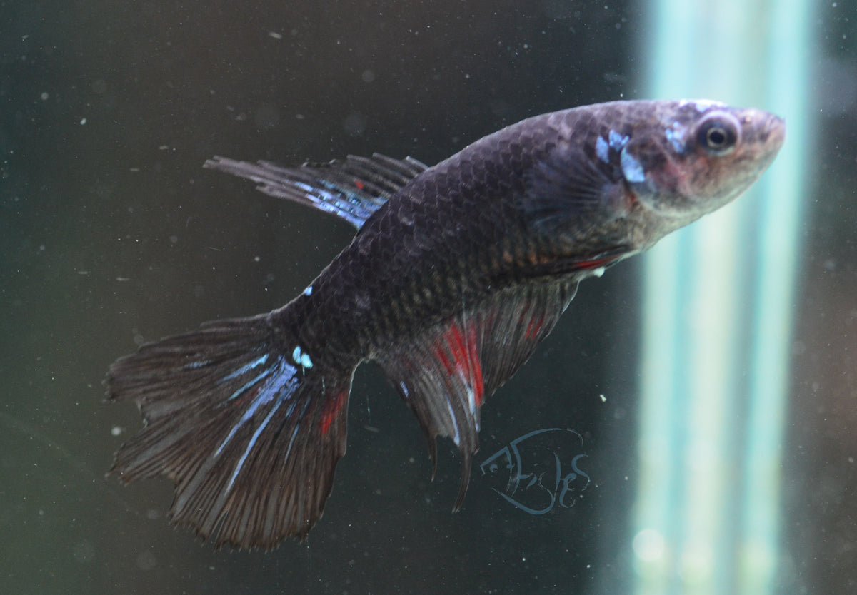 Avatar Delta-tail Female