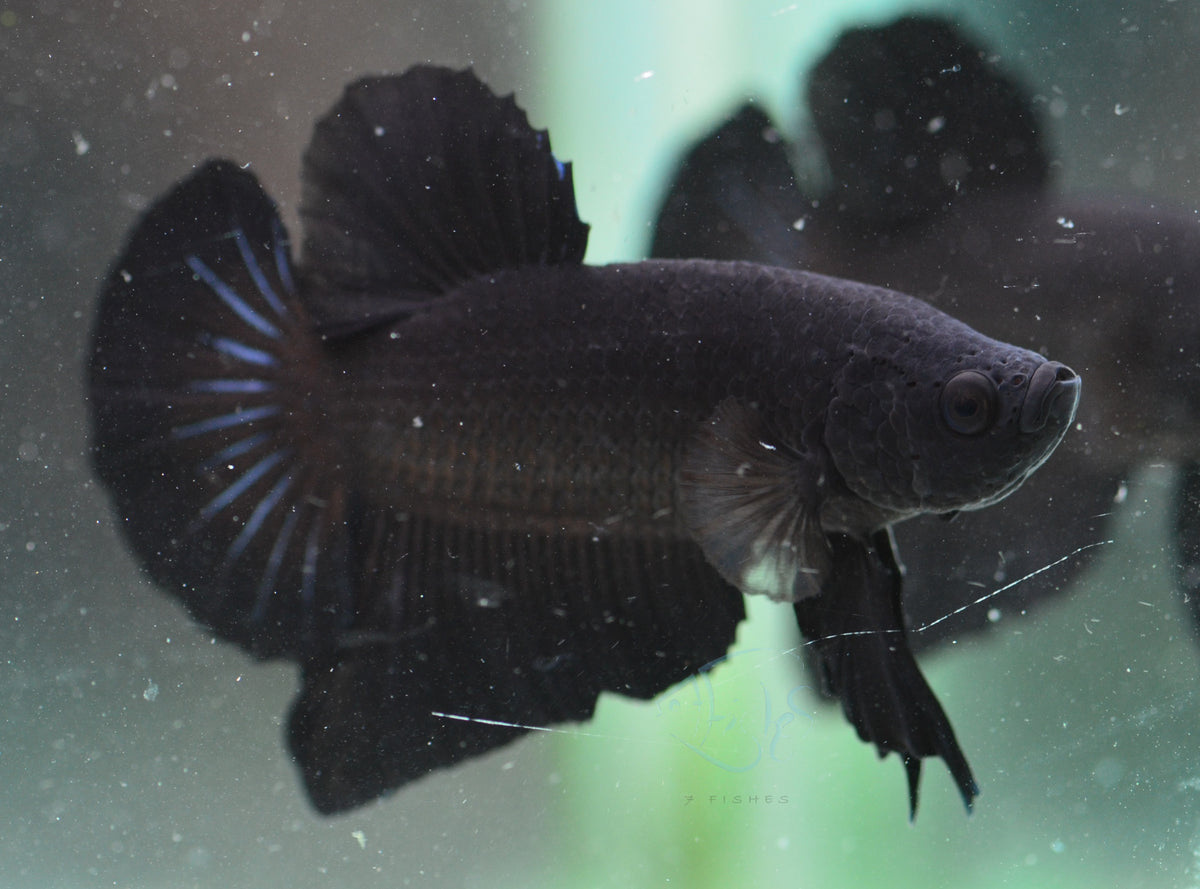 Black HMPK Male