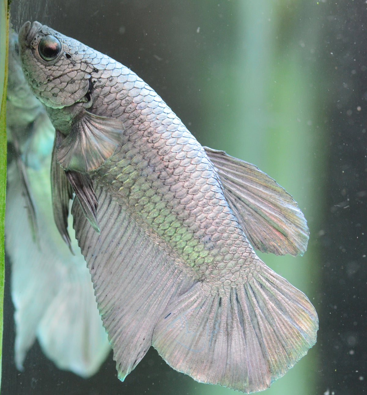 Copper HMPK Male