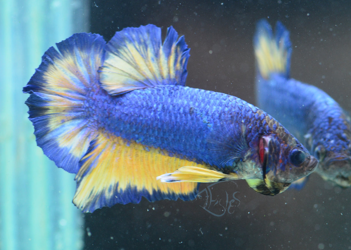 Mustard HMPK Male