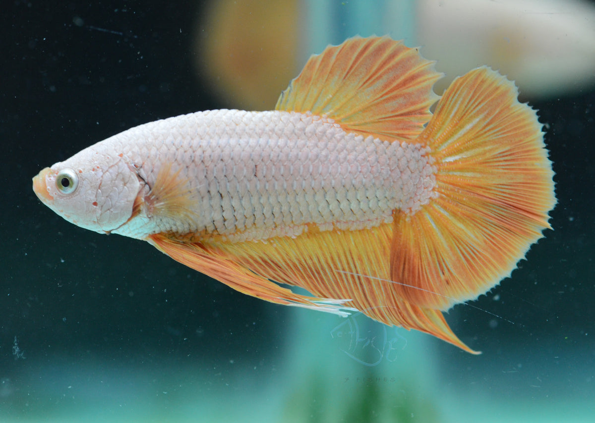Yellow Dragon HMPK Male
