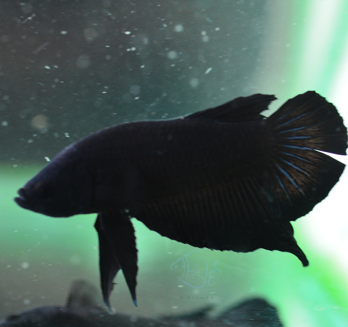 Black HMPK Male