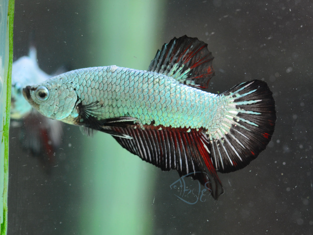 Black  Dragon HMPK Male