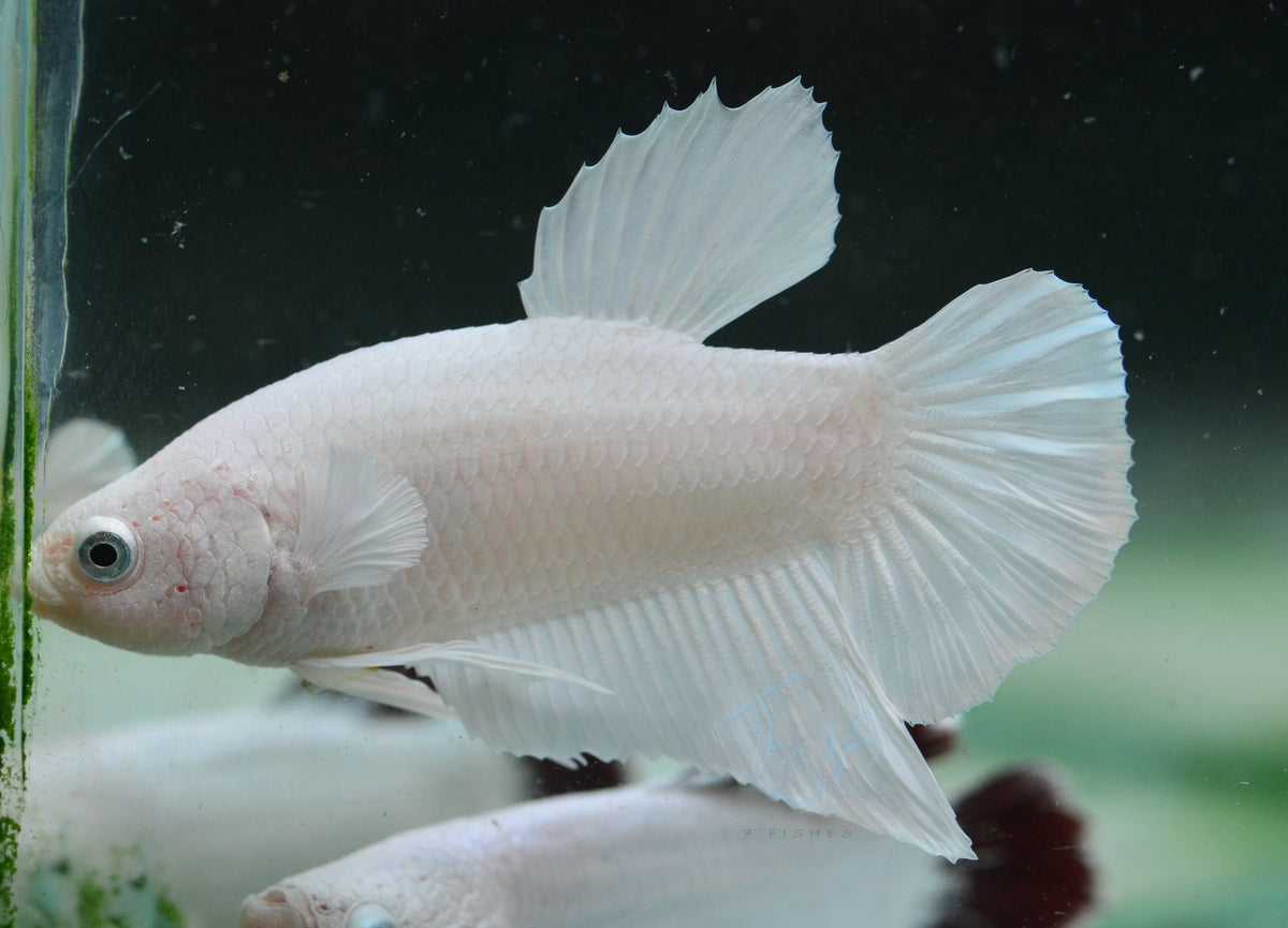 Platinum HMPK Male