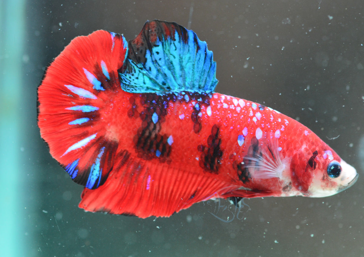Red Koi HMPK Male
