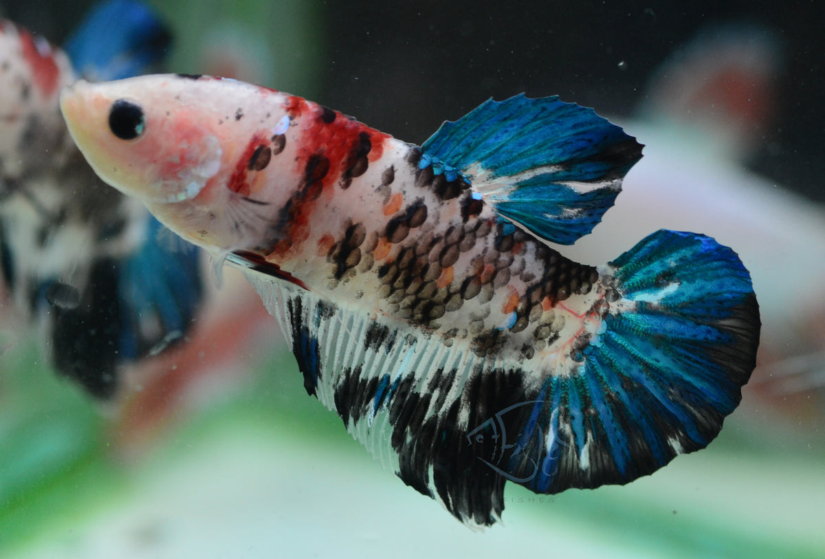 Marble HMPK Male