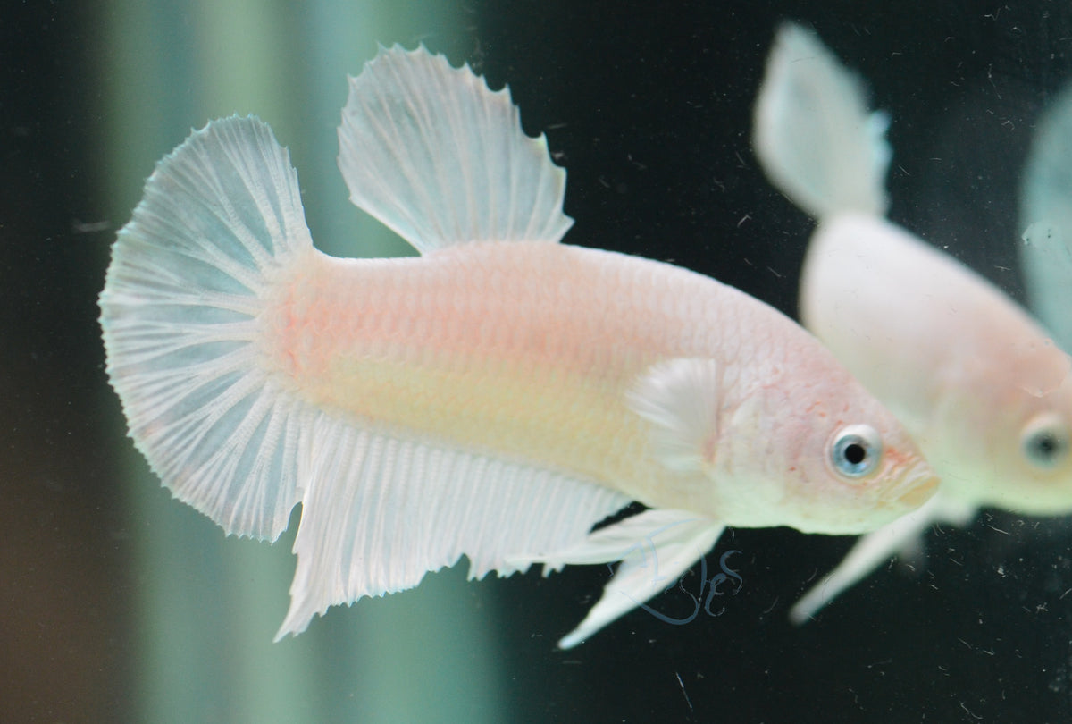 Platinum HMPK Male