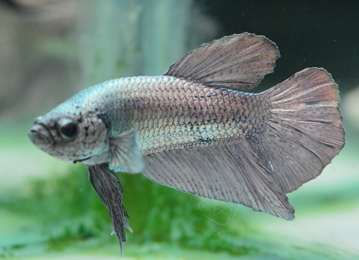 Copper HMPK Male