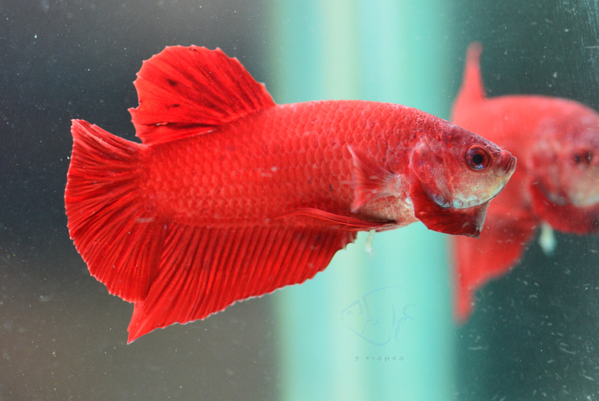 Red HMPK Male